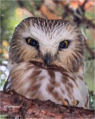  NorthernSaw-whet Owl