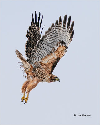  Red-tailed Hawk 