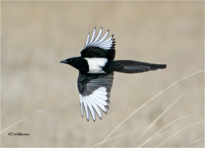 Black-billed  Magpie 