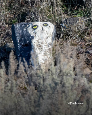  Snowy-Owl-sort of. ( Someone has a sense of humor, this was taken way off the beaten track.)