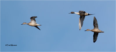  Northern Pintail's