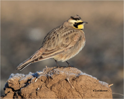  Horned Lark 