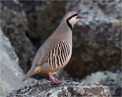 Chukar