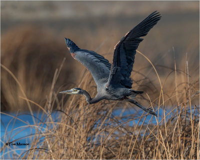  Great Blue Heron