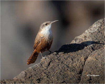 Canyon Wren