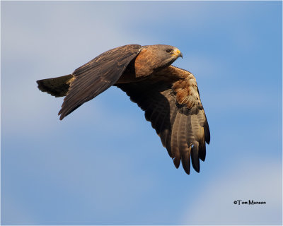  Swainson's Hawk 