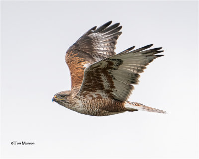  Ferruginous Hawk 