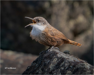  Canyon Wren 