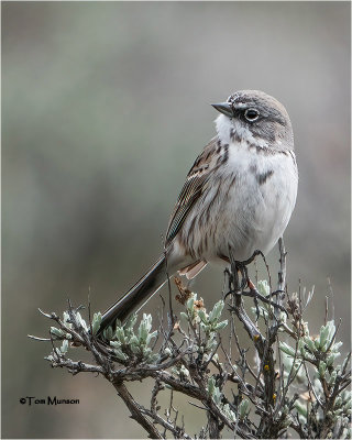  Sagebrush Sparrow 