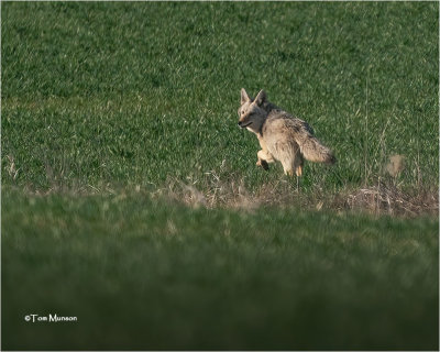 Coyote