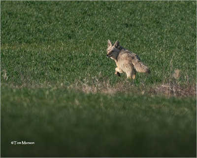  Coyote 