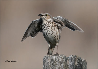 Sage Thrasher (Displaying)
