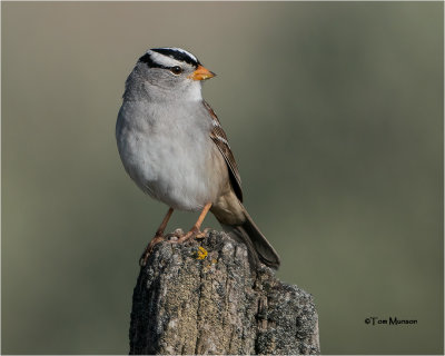  White-crowned Sparrow 