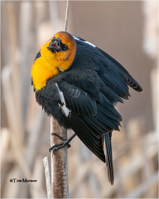  Yellow- Headed Blackbird 