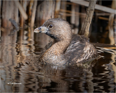  Pied-billed Grebe 