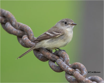  Dusky Flycatcher 