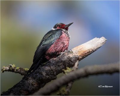  Lewis's Woodpecker 