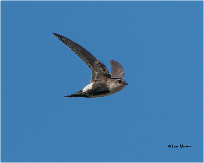  White-throated Swift 