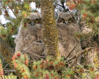  Great Horned Owls
