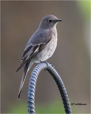  Townsend's Solitaire 