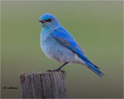  Mountain Bluebird 