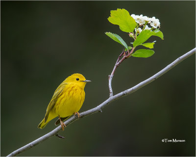  Yellow Warbler 