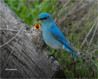  Mountain Bluebirds