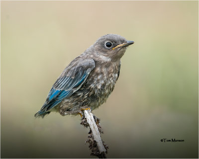  Mountain Bluebird fledgling 