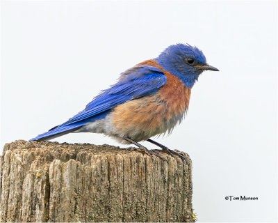  Western Bluebird 