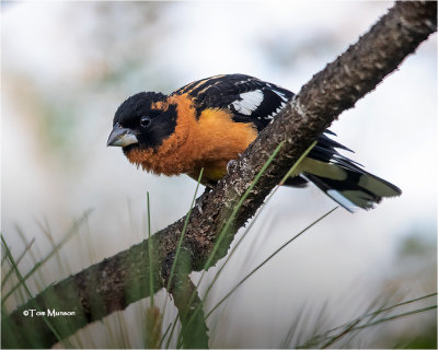  Black-headed Grosbeak 