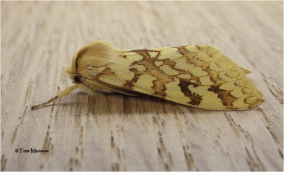 Spotted Tussock Moth