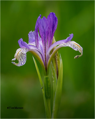  Wild Iris 