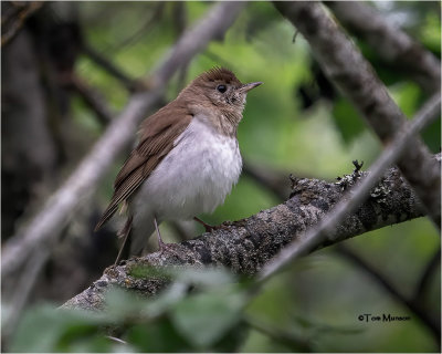 Veery
