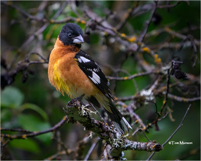  Black-headed Grosbeak 