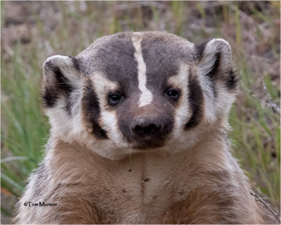  Badger 