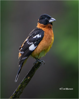  Black-headed Grosbeak 