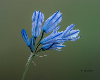  Brodiaea 