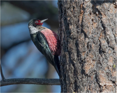  Lewis's Woodpecker 