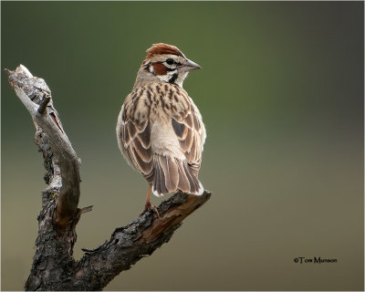  Lark Sparrow 