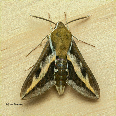  Hyles gallii - Bedstraw hawk-Moth