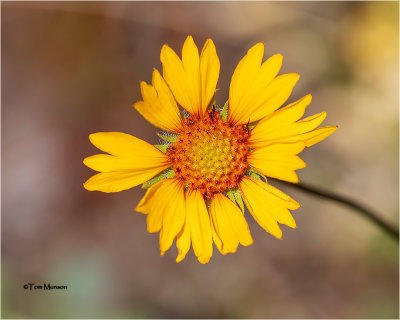 Blanket Flower