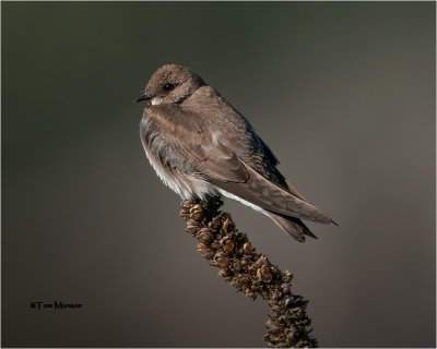  Northern Rough-winged Swallow 