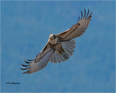  Red-tailed Hawk 