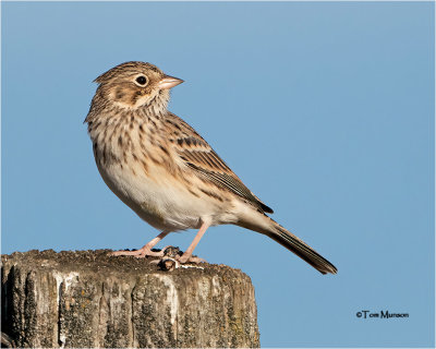   Vesper Sparrow 