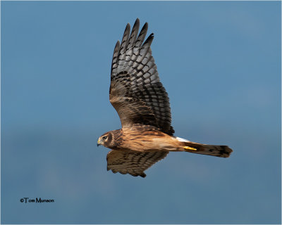  Northern Harrier 