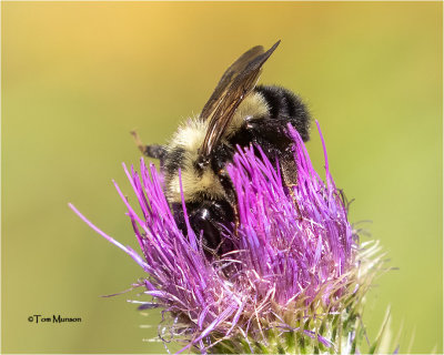  Bombus vagans-Bumble Bee 