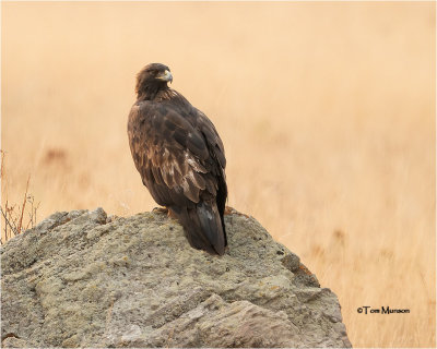  Golden Eagle -in the smoke