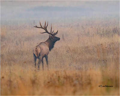 Elk - In heavy smoke