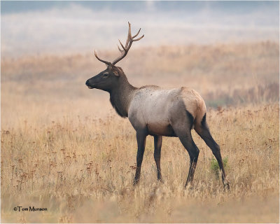  Elk - In thick smoke