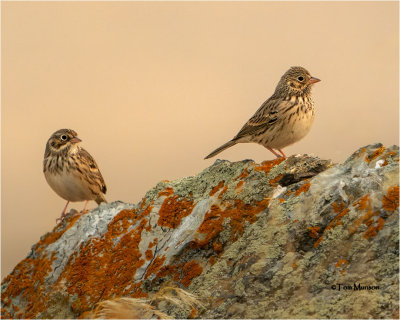  Vesper Sparrows 